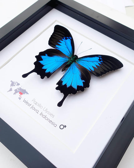 Framed ulysses swallowtail butterfly: iridescent blue nature art