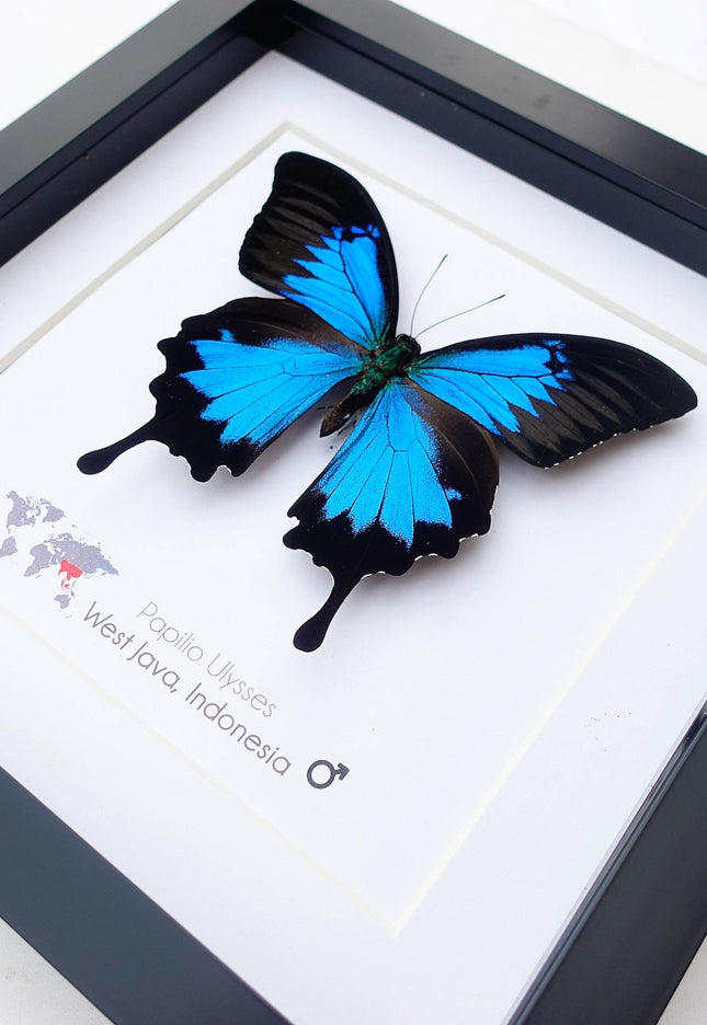 Framed ulysses swallowtail butterfly: iridescent blue nature art