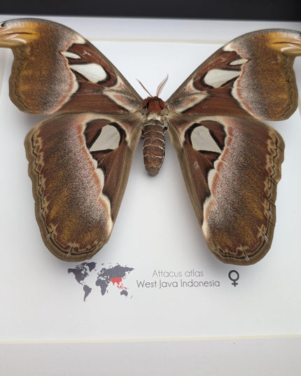 Framed female atlas moth taxidermy, entomology wall art (10x10)