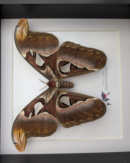 Framed female atlas moth taxidermy, entomology wall art (10x10)