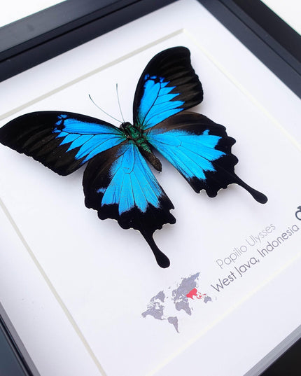 Framed ulysses swallowtail butterfly: iridescent blue nature art