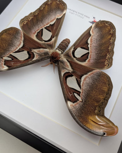 Framed female atlas moth taxidermy, entomology wall art (10x10)