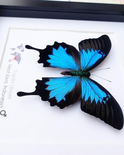 Framed ulysses swallowtail butterfly: iridescent blue nature art