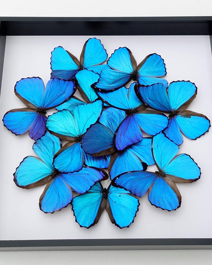 Iridescent blue morpho butterfly mosaic - framed 16" x 16"