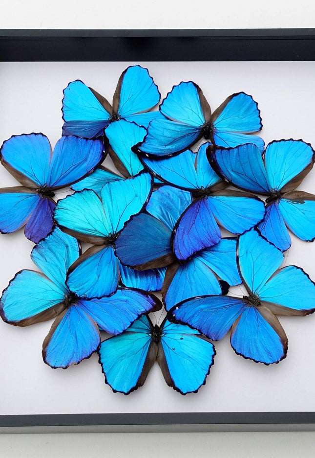 Iridescent blue morpho butterfly mosaic - framed 16" x 16"