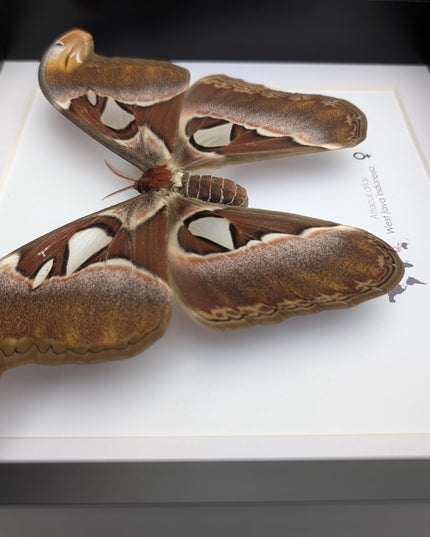 Framed female atlas moth taxidermy, entomology wall art (10x10)