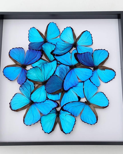 Iridescent blue morpho butterfly mosaic - framed 16" x 16"
