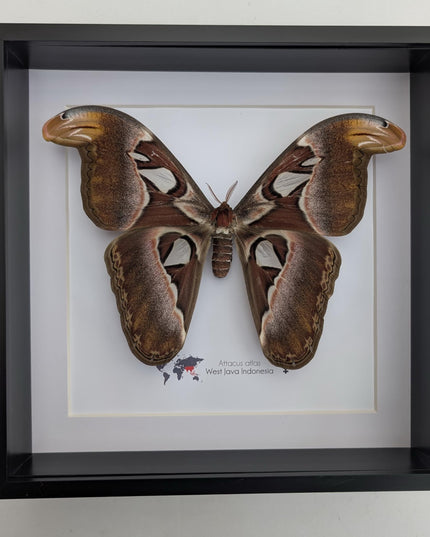 Framed female atlas moth taxidermy, entomology wall art (10x10)