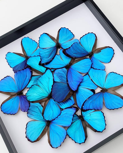 Iridescent blue morpho butterfly mosaic - framed 16" x 16"