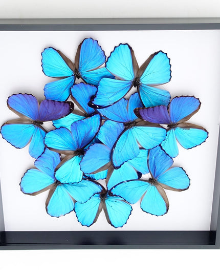 Iridescent blue morpho butterfly mosaic - framed 16" x 16"