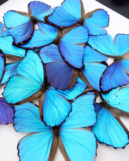 Iridescent blue morpho butterfly mosaic - framed 16" x 16"