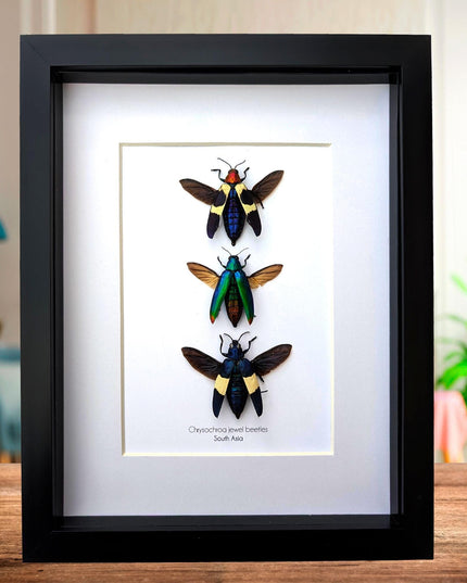 Framed chrysochroa jewel beetles: ethically sourced entomology display (8x10)