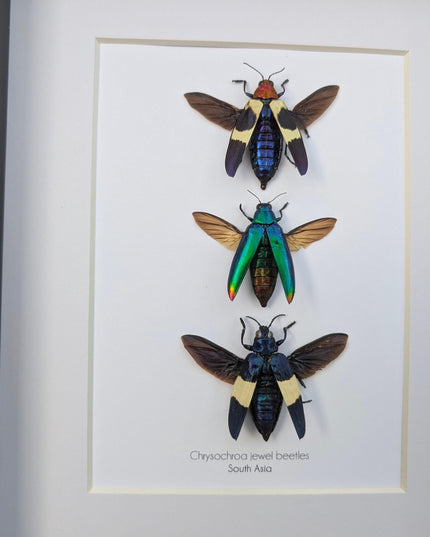 Framed chrysochroa jewel beetles: ethically sourced entomology display (8x10)