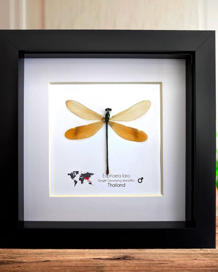 Framed euphaea lara damselfly, ethically sourced insect, 6x6 nature art