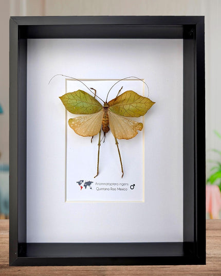 Framed giant leaf katydid - anommatoptera ingens - 8" x 10"