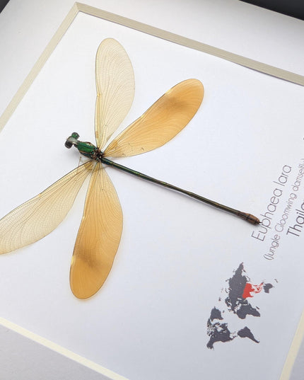 Framed euphaea lara damselfly, ethically sourced insect, 6x6 nature art