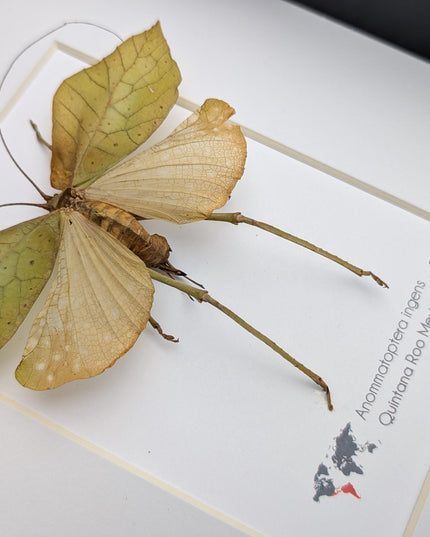 Framed giant leaf katydid - anommatoptera ingens - 8" x 10"