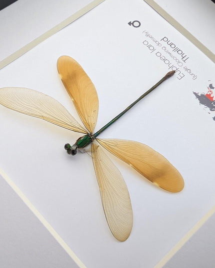 Framed euphaea lara damselfly, ethically sourced insect, 6x6 nature art