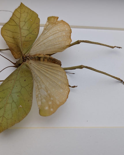 Framed giant leaf katydid - anommatoptera ingens - 8" x 10"