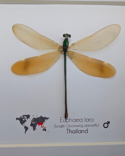 Framed euphaea lara damselfly, ethically sourced insect, 6x6 nature art