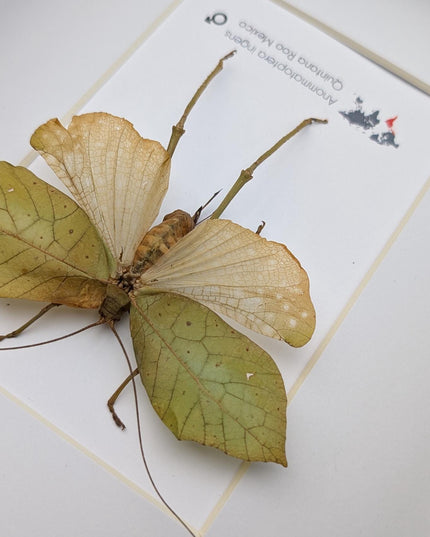 Framed giant leaf katydid - anommatoptera ingens - 8" x 10"