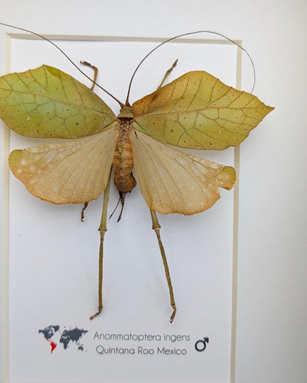 Framed giant leaf katydid - anommatoptera ingens - 8" x 10"