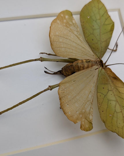 Framed giant leaf katydid - anommatoptera ingens - 8" x 10"
