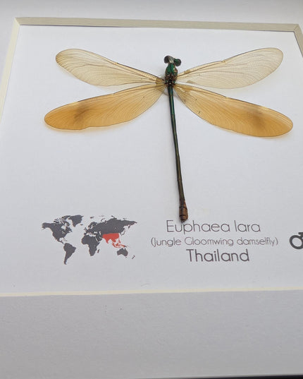 Framed euphaea lara damselfly, ethically sourced insect, 6x6 nature art