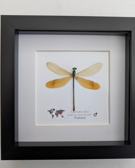 Framed euphaea lara damselfly, ethically sourced insect, 6x6 nature art
