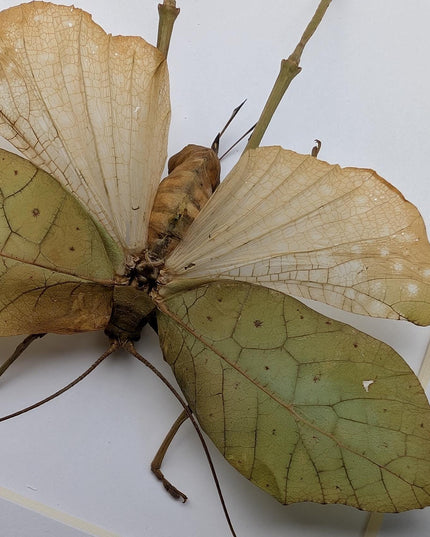 Framed giant leaf katydid - anommatoptera ingens - 8" x 10"