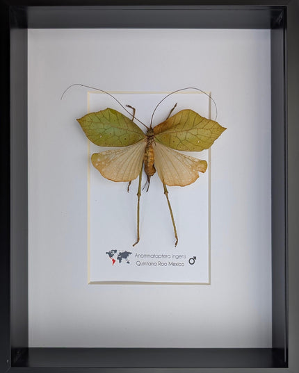 Framed giant leaf katydid - anommatoptera ingens - 8" x 10"