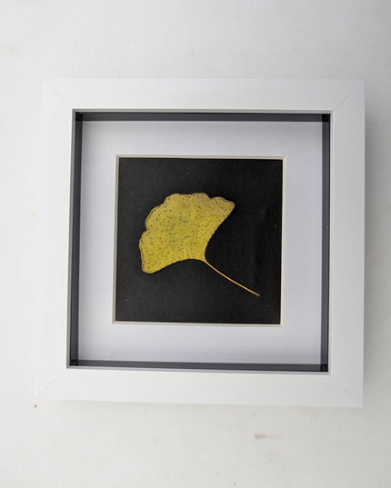 Framed pressed yellow ginkgo leaf art: natural botanical decor (6x6)