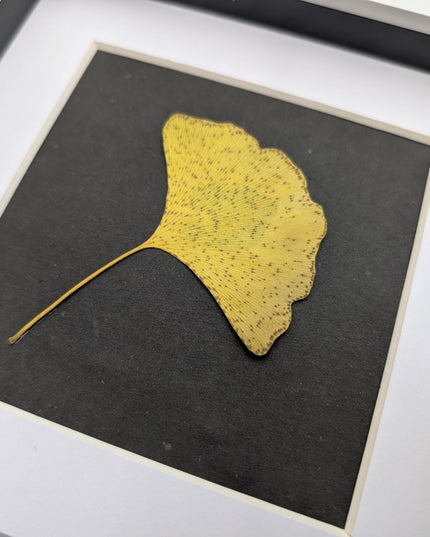 Framed pressed yellow ginkgo leaf art: natural botanical decor (6x6)
