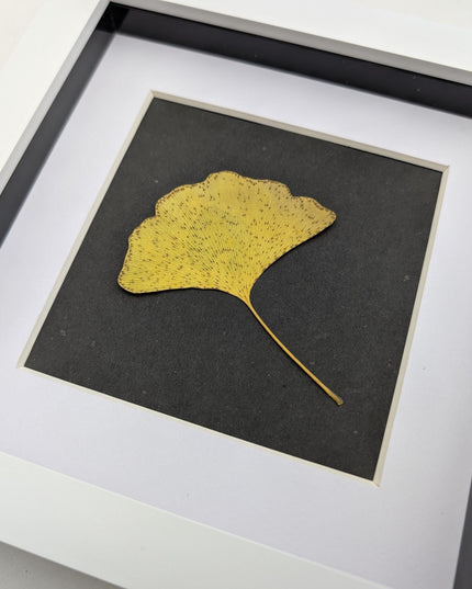 Framed pressed yellow ginkgo leaf art: natural botanical decor (6x6)