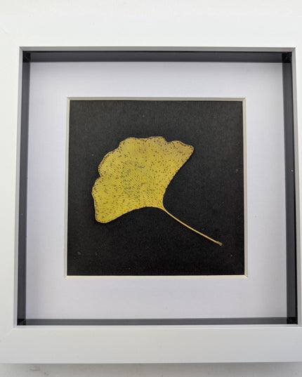 Framed pressed yellow ginkgo leaf art: natural botanical decor (6x6)