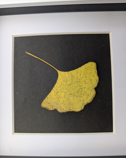 Framed pressed yellow ginkgo leaf art: natural botanical decor (6x6)