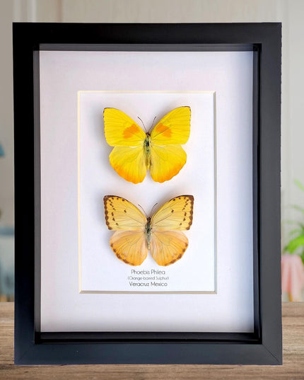 Framed orange-barred sulfur butterfly pair: ethically sourced entomology wall decor (8x10)