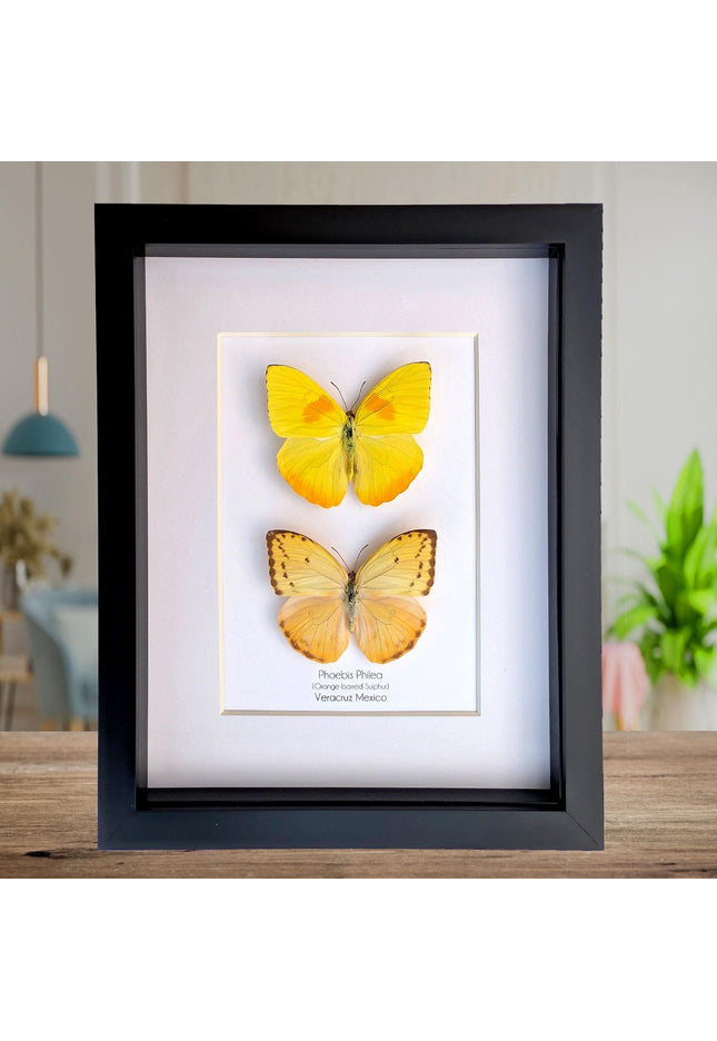 Framed orange-barred sulfur butterfly pair: ethically sourced entomology wall decor (8x10)