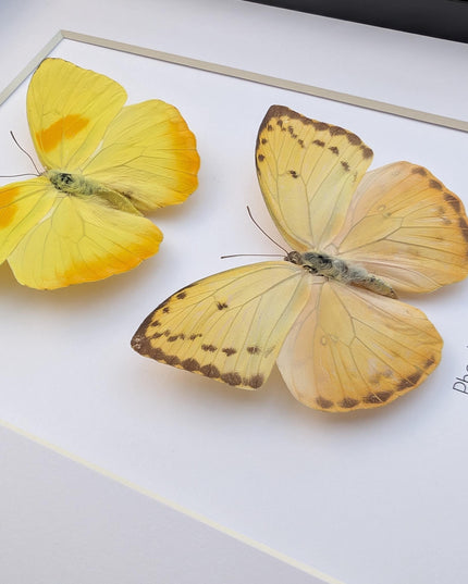 Framed orange-barred sulfur butterfly pair: ethically sourced entomology wall decor (8x10)