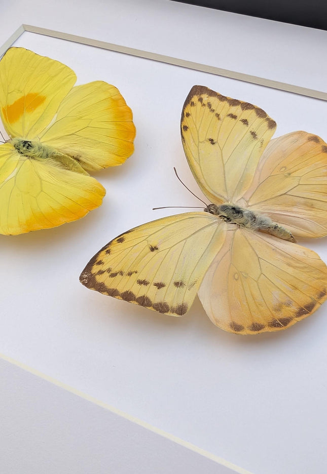 Framed orange-barred sulfur butterfly pair: ethically sourced entomology wall decor (8x10)
