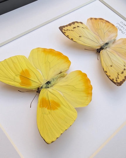 Framed orange-barred sulfur butterfly pair: ethically sourced entomology wall decor (8x10)