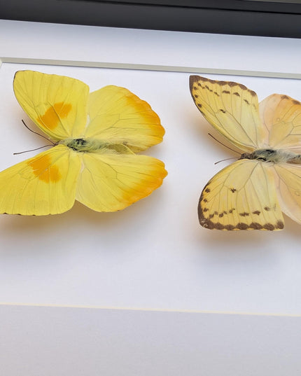 Framed orange-barred sulfur butterfly pair: ethically sourced entomology wall decor (8x10)