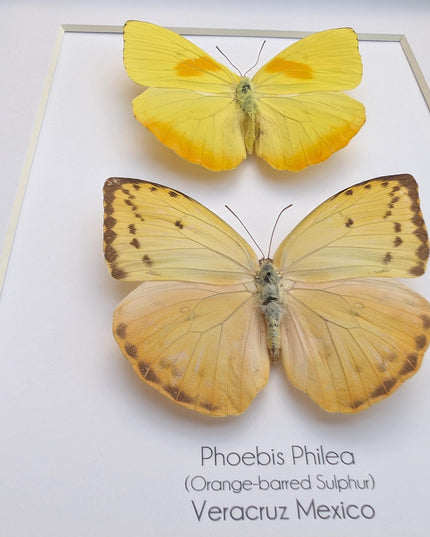 Framed orange-barred sulfur butterfly pair: ethically sourced entomology wall decor (8x10)