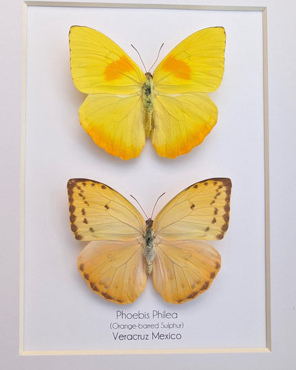Framed orange-barred sulfur butterfly pair: ethically sourced entomology wall decor (8x10)