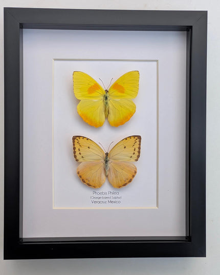 Framed orange-barred sulfur butterfly pair: ethically sourced entomology wall decor (8x10)
