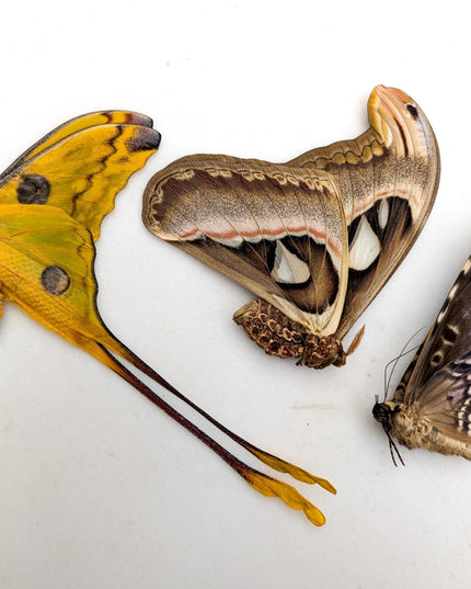 Entomology taxidermy: atlas, comet & white witch moths - papered specimens