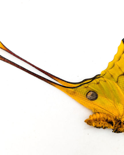 Entomology taxidermy: atlas, comet & white witch moths - papered specimens