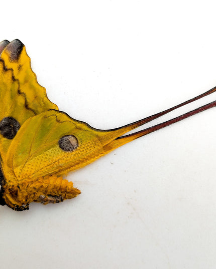 Entomology taxidermy: atlas, comet & white witch moths - papered specimens