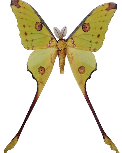 Entomology taxidermy: atlas, comet & white witch moths - papered specimens