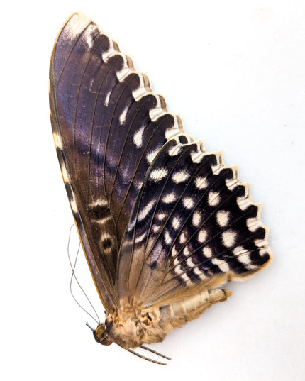 Entomology taxidermy: atlas, comet & white witch moths - papered specimens